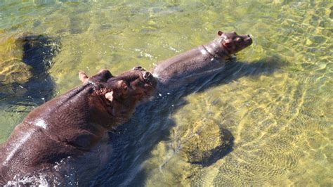 Combien De Temps Un Hippopotame Peut Rester Sous L eau